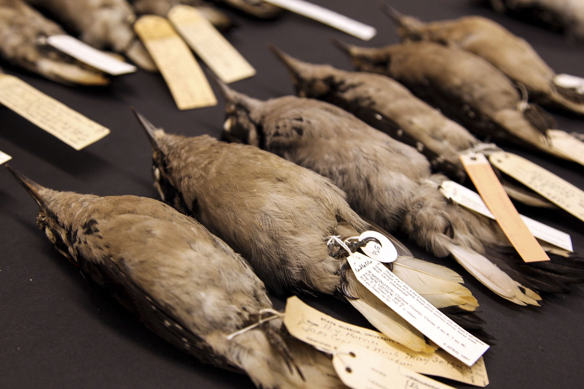 Woodpecker specimens laid out and tagged at the Burke Museum in Seattle
